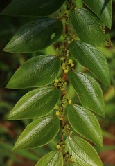 Ziziphus oenopolia