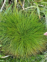 Aciphylla glaucescens