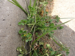 Medicago polymorpha