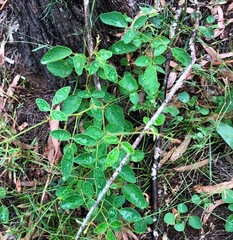 Desmodium rhytidophyllum
