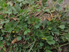 Medicago polymorpha