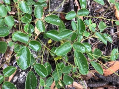 Desmodium rhytidophyllum