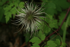 Clematis macropetala