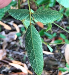 Desmodium rhytidophyllum
