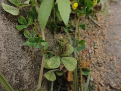 Medicago polymorpha