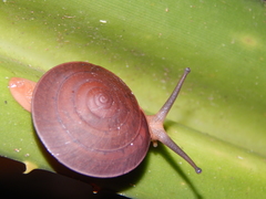 Dyakia