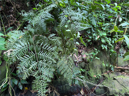 Pteris altissima observed 2026-05-06
