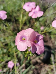 Linum pubescens