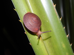Dyakia