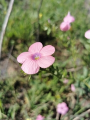 Linum pubescens