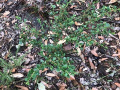Dodonaea triangularis