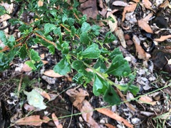 Dodonaea triangularis