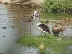 Sarkidiornis melanotos