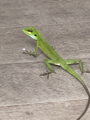 Green Crested Lizard