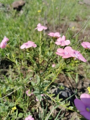 Linum pubescens