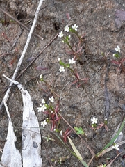 Stylidium despectum