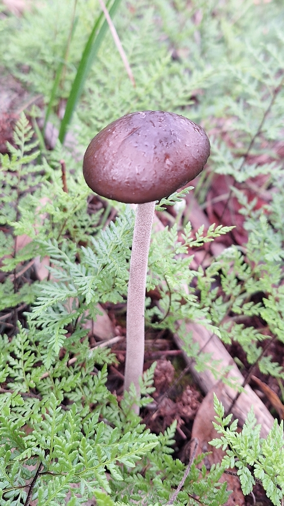 Oudemansiella gigaspora · May 2026 · photo: © insiderelic (iNaturalist, cc0)