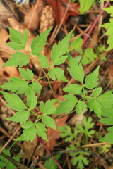 Clematis macropetala