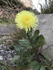 Urospermum dalechampii