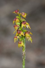 Genoplesium pumilum