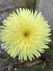 Urospermum dalechampii