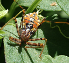 Pristhesancus plagipennis