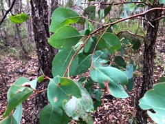 Eucalyptus fibrosa