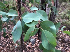 Eucalyptus fibrosa