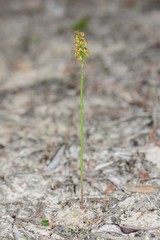 Genoplesium pumilum