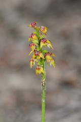 Genoplesium pumilum
