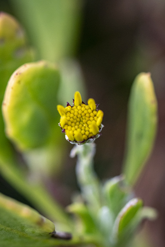 Osteospermum incanum, photograph 5