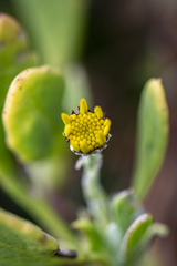 Osteospermum incanum, photograph (c) magriet b, some rights reserved (CC BY-SA)