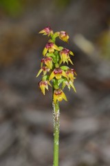 Genoplesium pumilum
