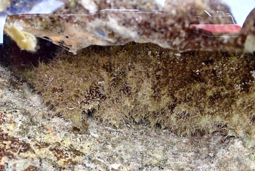 Dolabella auricularia