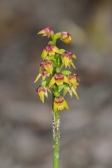 Genoplesium pumilum