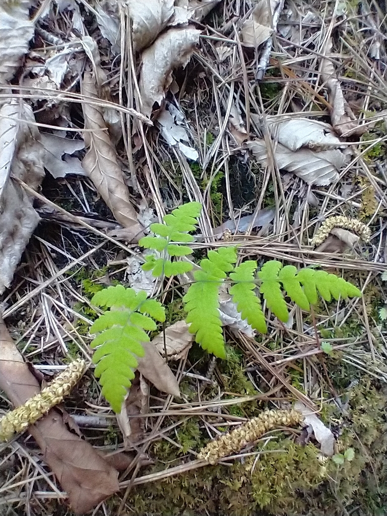Oak fern (Gymnocarpium dryopteris)