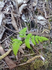 Oak Fern (Gymnocarpium dryopteris)
