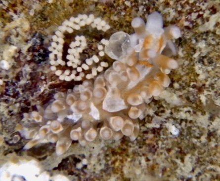 Anteaeolidiella lurana