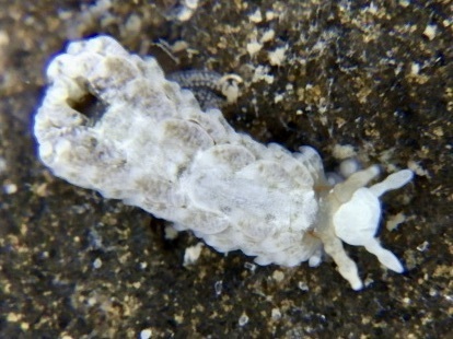 Bulbaeolidia alba