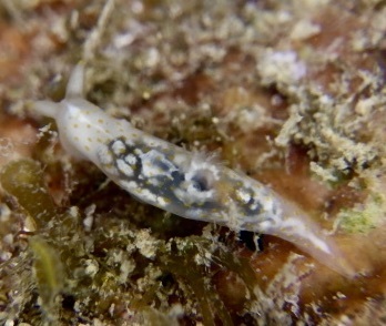 Gymnodoris suggens