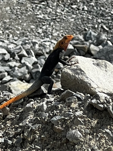 Peters's Rock Agama
