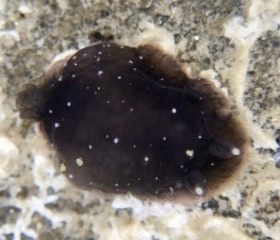 Dendrodoris nigra