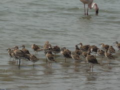 Calidris pugnax