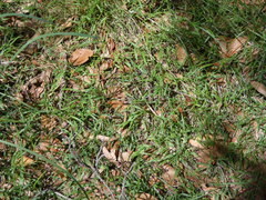 Ottochloa gracillima