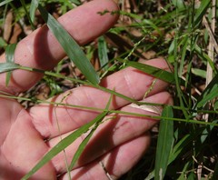 Ottochloa gracillima