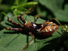 Pristhesancus plagipennis