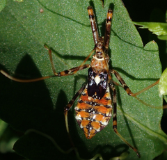 Pristhesancus plagipennis