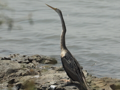Anhinga melanogaster