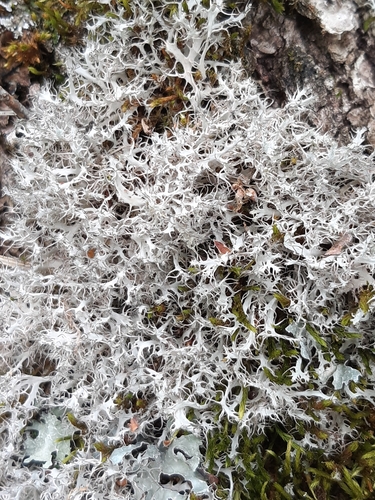 Great Ciliated Lichen
