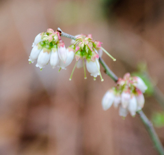 Vaccinium tenellum